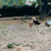 Images de profil de sandrine - Blooming Pets - Petsitting et garde d'animaux à domicile