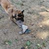 Images de profil de sandrine - Blooming Pets - Petsitting et garde d'animaux à domicile