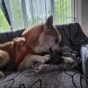 Images de profil de sandrine - Blooming Pets - Petsitting et garde d'animaux à domicile