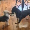 Images de profil de sandrine - Blooming Pets - Petsitting et garde d'animaux à domicile