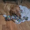 Images de profil de sandrine - Blooming Pets - Petsitting et garde d'animaux à domicile