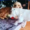 Images de profil de sandrine - Blooming Pets - Petsitting et garde d'animaux à domicile