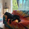 Images de profil de sandrine - Blooming Pets - Petsitting et garde d'animaux à domicile