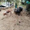 Images de profil de sandrine - Blooming Pets - Petsitting et garde d'animaux à domicile