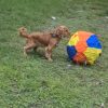Images de profil de sandrine - Blooming Pets - Petsitting et garde d'animaux à domicile