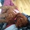 Images de profil de Emma - Blooming Pets - Petsitting et garde d'animaux à domicile
