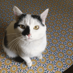Chaplin   European Shorthair (Européen) Mâle - Garde d'animaux à domicile