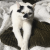 Images de profil de Lorène - Blooming Pets - Petsitting et garde d'animaux à domicile