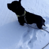 Images de profil de Lorène - Blooming Pets - Petsitting et garde d'animaux à domicile