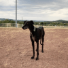 Images de profil de Lorène - Blooming Pets - Petsitting et garde d'animaux à domicile