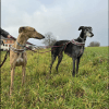 Images de profil de Lorène - Blooming Pets - Petsitting et garde d'animaux à domicile