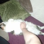 Image de profil de Céline - Blooming Pets - Petsitting et garde d'animaux à domicile