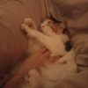 Images de profil de Céline - Blooming Pets - Petsitting et garde d'animaux à domicile
