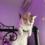 Mawa Mawa Chat de gouttiĂšre (Commun) Femelle - Garde d'animaux Ă domicile