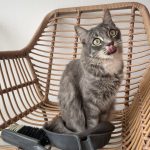 Bella Bella Chat de gouttiĂšre (Commun) Femelle - Garde d'animaux Ă domicile