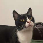 Némo Némo Chat de gouttiÚre (Commun) Mùle stérilisé - Garde d'animaux à domicile
