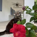 Orson Orson Maine Coon Mùle stérilisé - Garde d'animaux à domicile