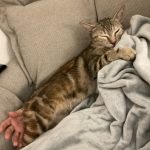 Luna   Bengal Femelle - Garde d'animaux à domicile