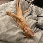 Kyo   European Shorthair (Européen) Mâle stérilisé - Garde d'animaux à domicile
