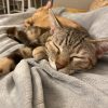 Images de profil de Océane - Blooming Pets - Petsitting et garde d'animaux à domicile