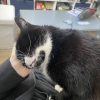 Images de profil de Océane - Blooming Pets - Petsitting et garde d'animaux à domicile
