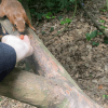 Images de profil de Océane - Blooming Pets - Petsitting et garde d'animaux à domicile