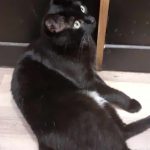 Aslan   Chat de gouttière (Commun) Mâle stérilisé - Garde d'animaux à domicile