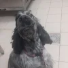 Images de profil de Solene - Blooming Pets - Petsitting et garde d'animaux à domicile