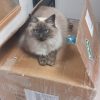 Images de profil de Solene - Blooming Pets - Petsitting et garde d'animaux à domicile