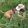 Images de profil de Mélissa - Blooming Pets - Petsitting et garde d'animaux à domicile