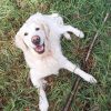 Images de profil de Mélissa - Blooming Pets - Petsitting et garde d'animaux à domicile
