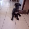 Images de profil de Jade - Blooming Pets - Petsitting et garde d'animaux à domicile