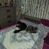 Images de profil de Jade - Blooming Pets - Petsitting et garde d'animaux à domicile