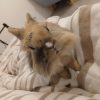 Images de profil de Jade - Blooming Pets - Petsitting et garde d'animaux à domicile