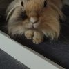 Images de profil de Jade - Blooming Pets - Petsitting et garde d'animaux à domicile