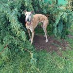 Chini   Galgo Español Femelle - Garde d'animaux à domicile