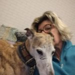 Hamlet   Galgo Español Mâle - Garde d'animaux à domicile