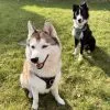 Images de profil de Constance - Blooming Pets - Petsitting et garde d'animaux à domicile
