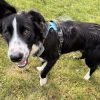 Images de profil de Constance - Blooming Pets - Petsitting et garde d'animaux à domicile