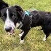 Images de profil de Constance - Blooming Pets - Petsitting et garde d'animaux à domicile