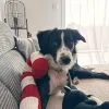 Images de profil de Constance - Blooming Pets - Petsitting et garde d'animaux à domicile