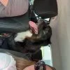 Images de profil de Constance - Blooming Pets - Petsitting et garde d'animaux à domicile