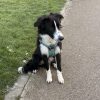 Images de profil de Constance - Blooming Pets - Petsitting et garde d'animaux à domicile