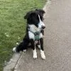 Images de profil de Constance - Blooming Pets - Petsitting et garde d'animaux à domicile