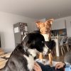 Images de profil de Constance - Blooming Pets - Petsitting et garde d'animaux à domicile