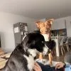Images de profil de Constance - Blooming Pets - Petsitting et garde d'animaux à domicile