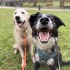 Images de profil de Constance - Blooming Pets - Petsitting et garde d'animaux à domicile