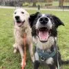 Images de profil de Constance - Blooming Pets - Petsitting et garde d'animaux à domicile