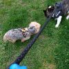 Images de profil de Gaelle - Blooming Pets - Petsitting et garde d'animaux à domicile