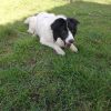 Images de profil de Gaelle - Blooming Pets - Petsitting et garde d'animaux à domicile